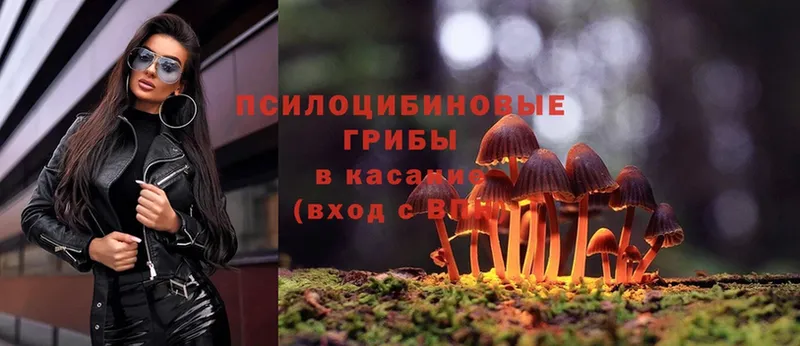 Псилоцибиновые грибы Psilocybe  Томск 